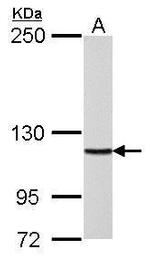 POLD1 Antibody in Western Blot (WB)