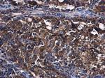 STAT2 Antibody in Immunohistochemistry (Paraffin) (IHC (P))