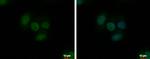 TrxR1 Antibody in Immunocytochemistry (ICC/IF)