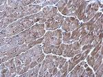 TrxR1 Antibody in Immunohistochemistry (Paraffin) (IHC (P))