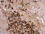 Calretinin Antibody in Immunohistochemistry (Paraffin) (IHC (P))