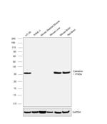 Calretinin Antibody