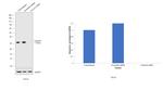 Calretinin Antibody in Western Blot (WB)