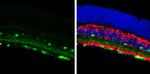 Calretinin Antibody in Immunohistochemistry (Frozen) (IHC (F))