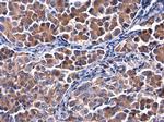 Calpastatin Antibody in Immunohistochemistry (Paraffin) (IHC (P))