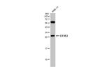 eIF4E2 Antibody in Western Blot (WB)