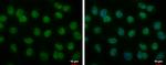 BMAL1 Antibody in Immunocytochemistry (ICC/IF)