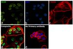 BMAL1 Antibody in Immunocytochemistry (ICC/IF)