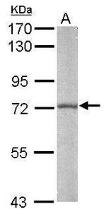 BMAL1 Antibody in Western Blot (WB)