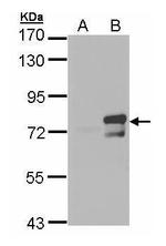 BMAL1 Antibody in Western Blot (WB)