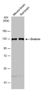 Drebrin Antibody in Western Blot (WB)
