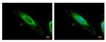 TBRG4 Antibody in Immunocytochemistry (ICC/IF)