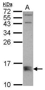 Bmf Antibody in Western Blot (WB)