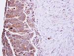 IL-22 Antibody in Immunohistochemistry (Paraffin) (IHC (P))