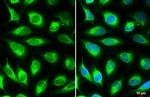 Calnexin Antibody in Immunocytochemistry (ICC/IF)