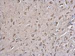 Calnexin Antibody in Immunohistochemistry (Paraffin) (IHC (P))