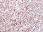 Calnexin Antibody in Immunohistochemistry (Paraffin) (IHC (P))