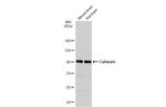 Calnexin Antibody in Western Blot (WB)