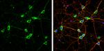 Calnexin Antibody in Immunocytochemistry (ICC/IF)