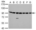 Calnexin Antibody in Western Blot (WB)