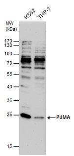 PUMA alpha Antibody in Western Blot (WB)