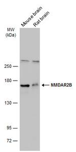 NMDAR2B Antibody in Western Blot (WB)