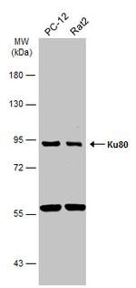 Ku80 Antibody in Western Blot (WB)