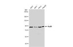 Ku80 Antibody in Western Blot (WB)