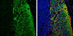 NF-H Antibody in Immunohistochemistry (Frozen) (IHC (F))