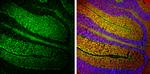 NF-H Antibody in Immunohistochemistry (Frozen) (IHC (F))