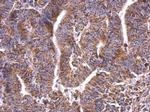 HSP60 Antibody in Immunohistochemistry (Paraffin) (IHC (P))