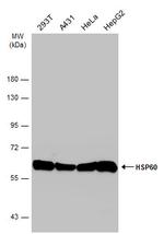 HSP60 Antibody in Western Blot (WB)