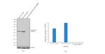 Cytokeratin 8 Antibody in Western Blot (WB)