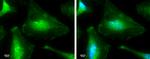 p38 MAPK alpha Antibody in Immunocytochemistry (ICC/IF)