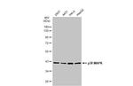 p38 MAPK alpha Antibody in Western Blot (WB)