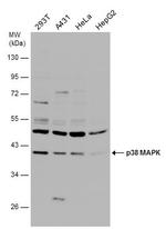 p38 MAPK alpha Antibody in Western Blot (WB)