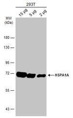 HSPA1A Antibody in Western Blot (WB)