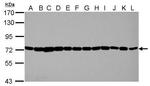 HSPA1A Antibody in Western Blot (WB)