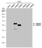 SMAD3 Antibody in Western Blot (WB)