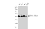 SMAD3 Antibody in Western Blot (WB)