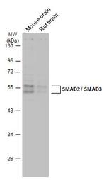 SMAD3 Antibody in Western Blot (WB)