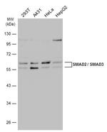 SMAD3 Antibody in Western Blot (WB)