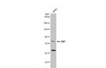 RIP1 Antibody in Western Blot (WB)