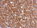 Calreticulin Antibody in Immunohistochemistry (Paraffin) (IHC (P))