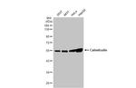 Calreticulin Antibody in Western Blot (WB)