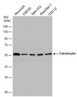 Calreticulin Antibody in Western Blot (WB)