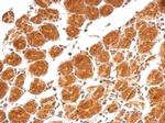 IL-21 Antibody in Immunohistochemistry (Paraffin) (IHC (P))