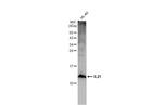 IL-21 Antibody in Western Blot (WB)