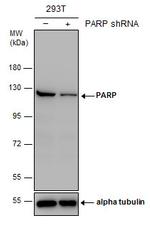 PARP1 Antibody