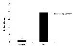 PARP1 Antibody in ChIP Assay (ChIP)